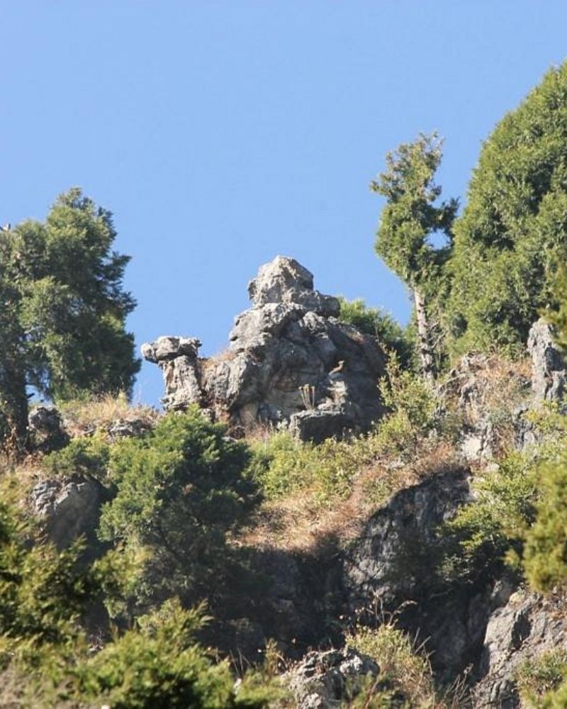 camel back road mussoorie